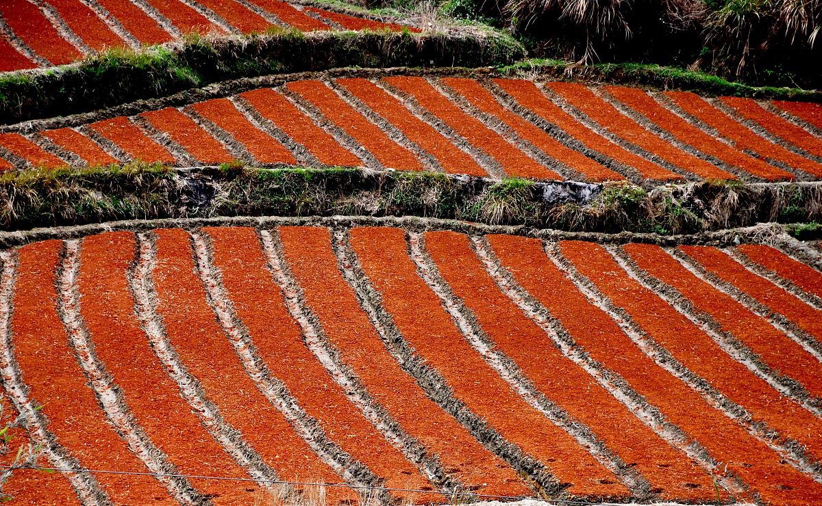 1000字以春天为主题的作文