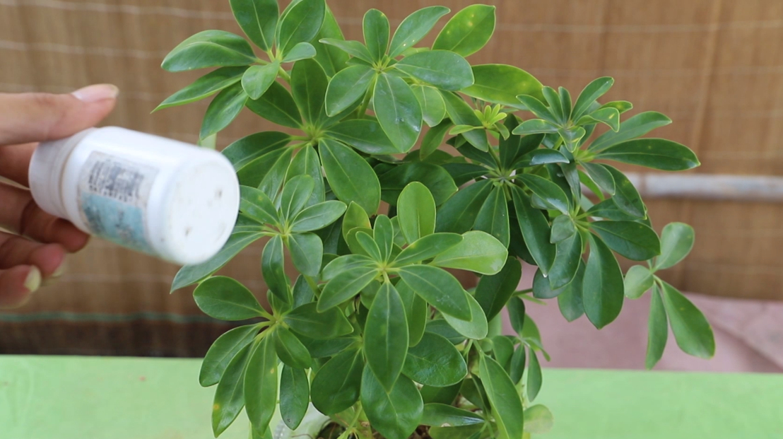 真有趣,鸭掌木还爱“吃药”,吃了还能嗖嗖冒白根