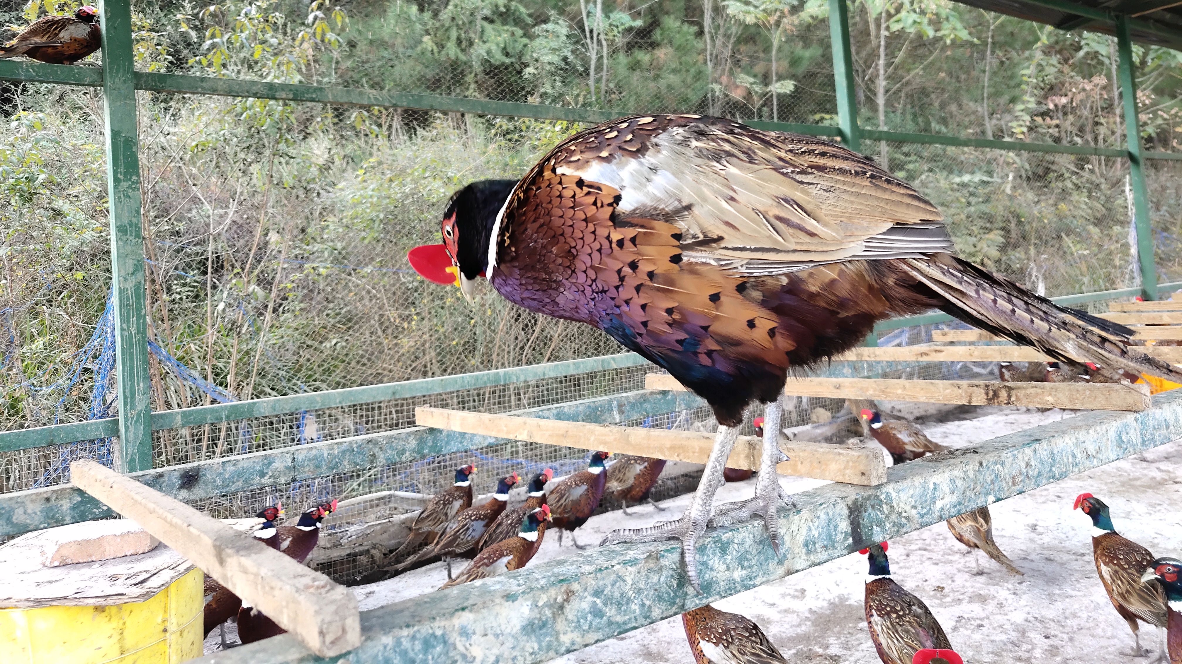 套野鸡最好的方法,农村小伙有了“眼镜”,野鸡老实的很