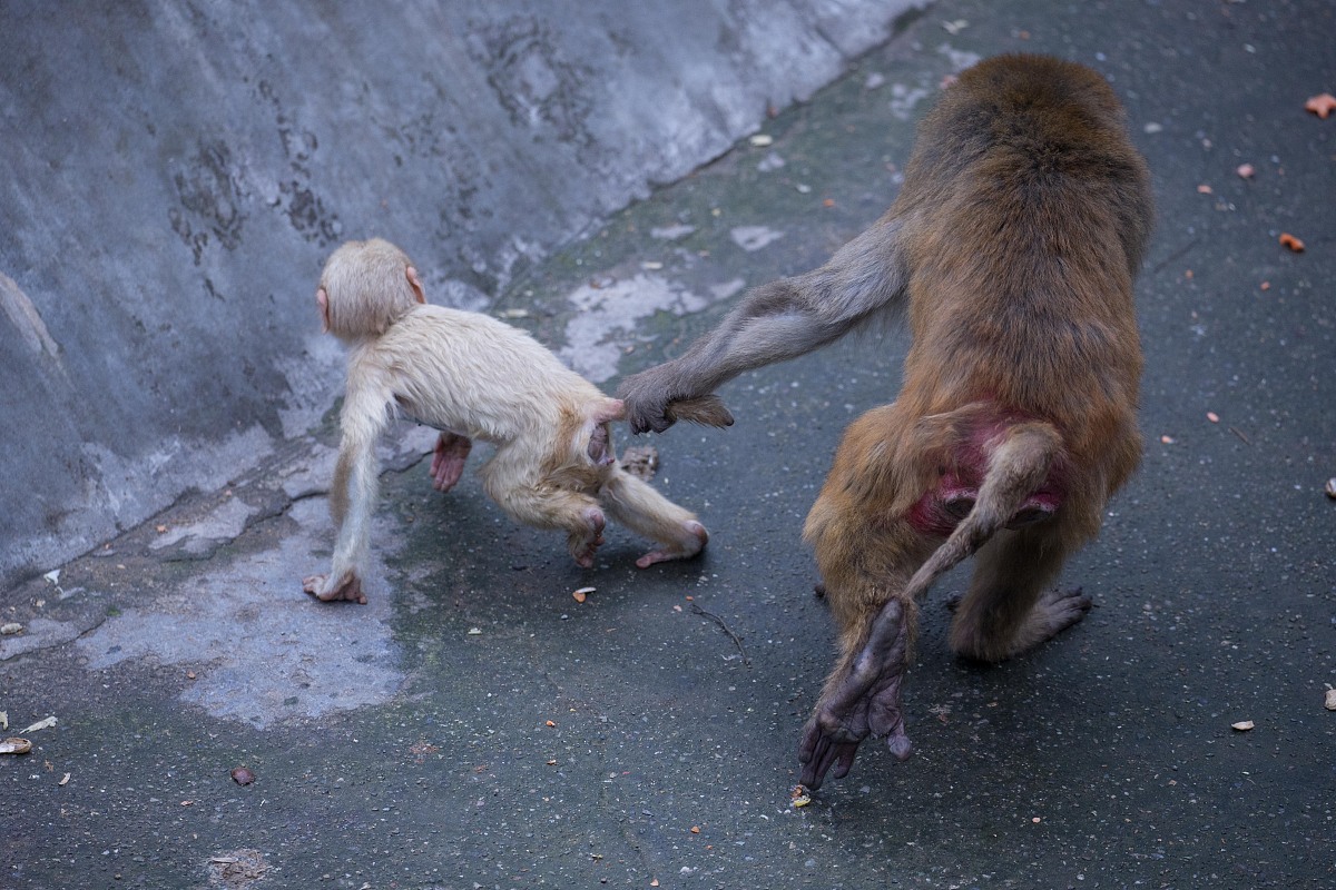 100000颗心脏的动物