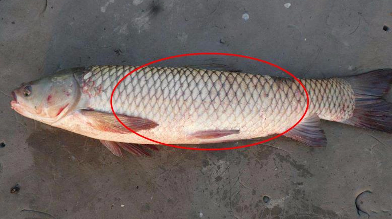 鱼身上这个部位是个宝,能降糖降压,延缓衰老,但很多人都扔了!