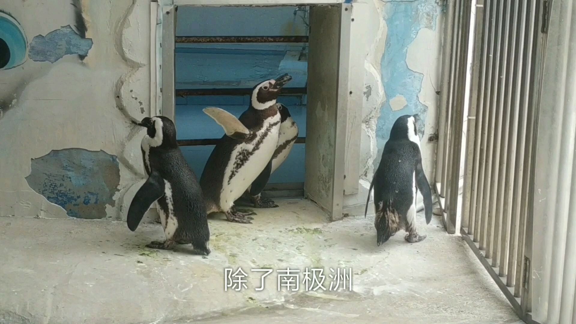 企鹅都生活在南极洲吗?炎热的非洲也有企鹅,一起看看吧