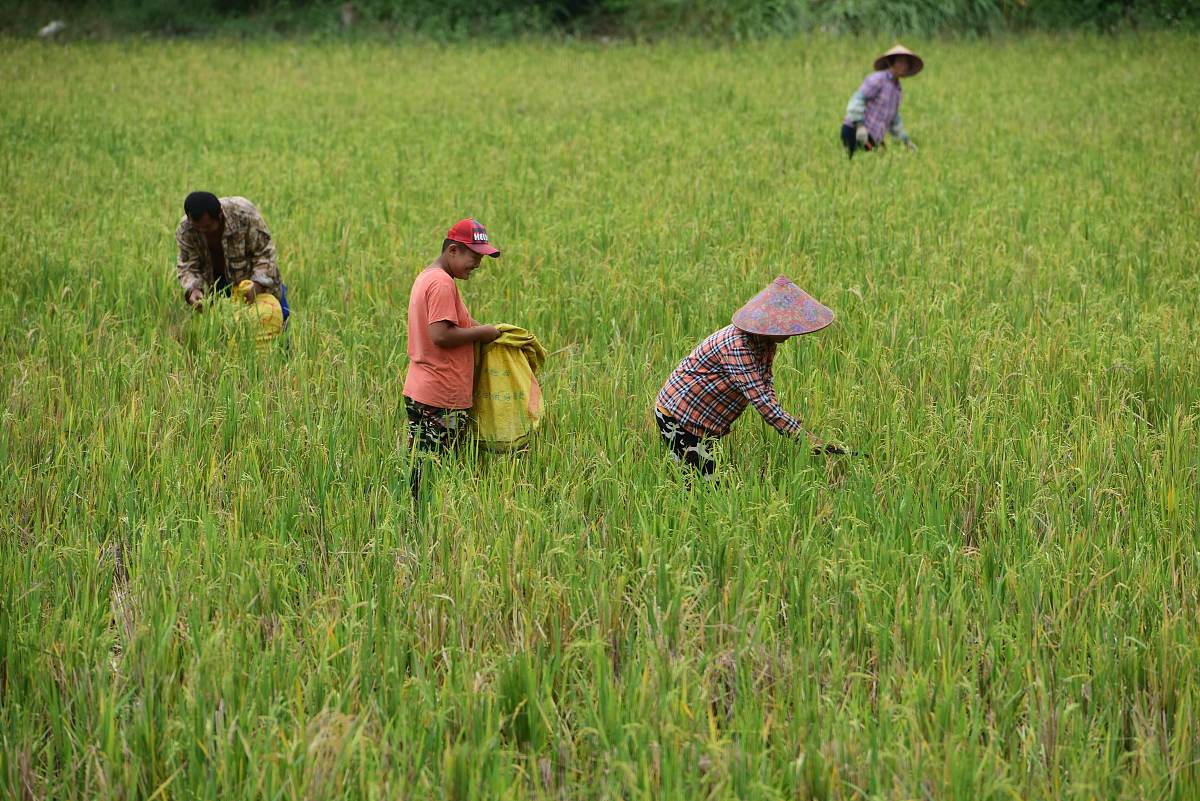 抢抓农时保丰收，全国农田奏响“奋斗曲”！
