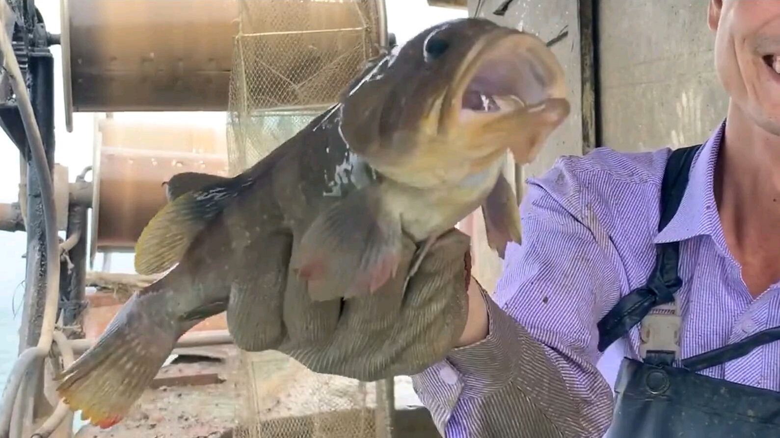 暴风浪过后,终于迎来大丰收,大石斑鱼捉到手软,阿展都非常惊讶