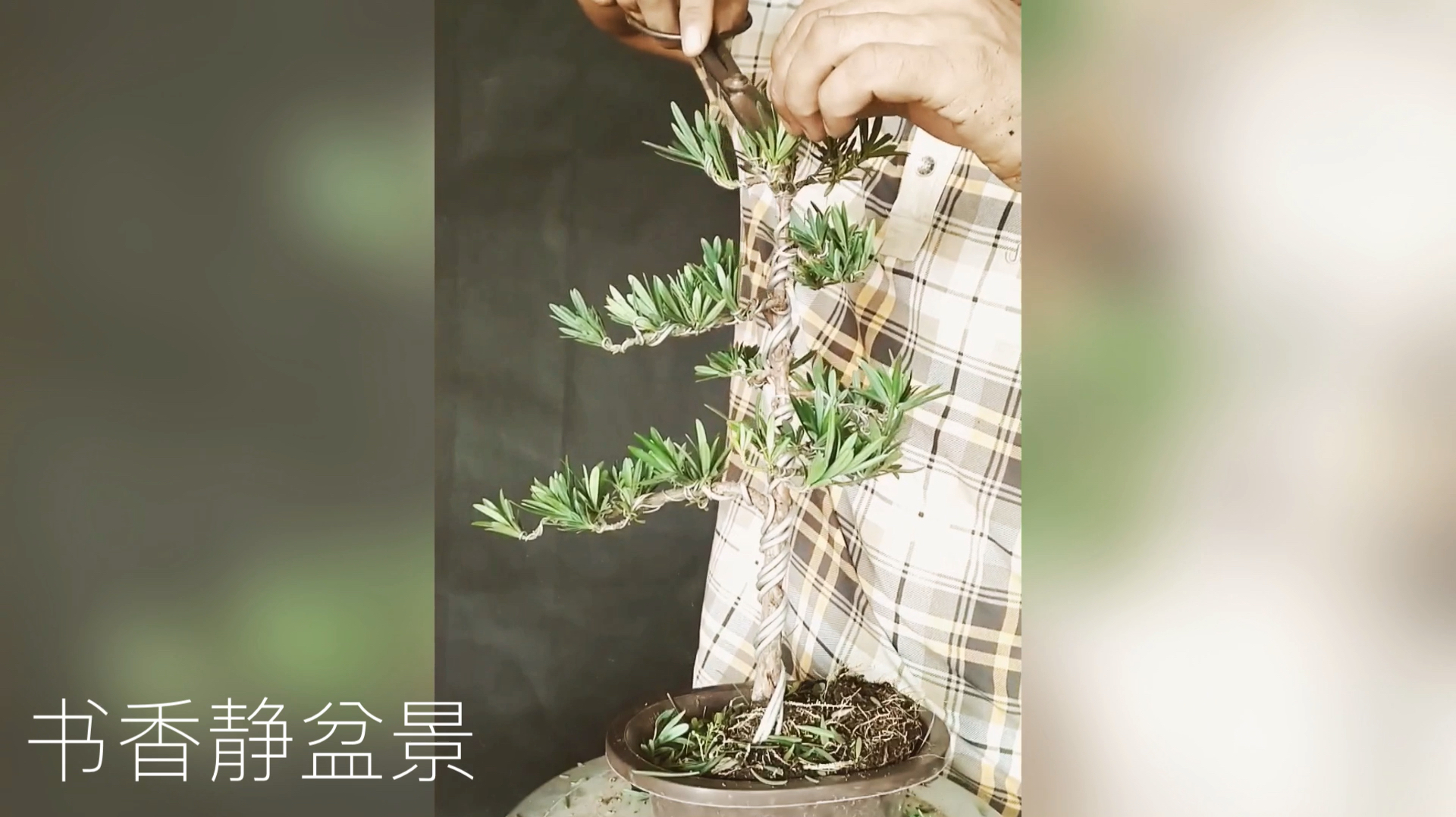 小老桩精品罗汉松盆景制作造型,蜿蜒曲折,优美大气!