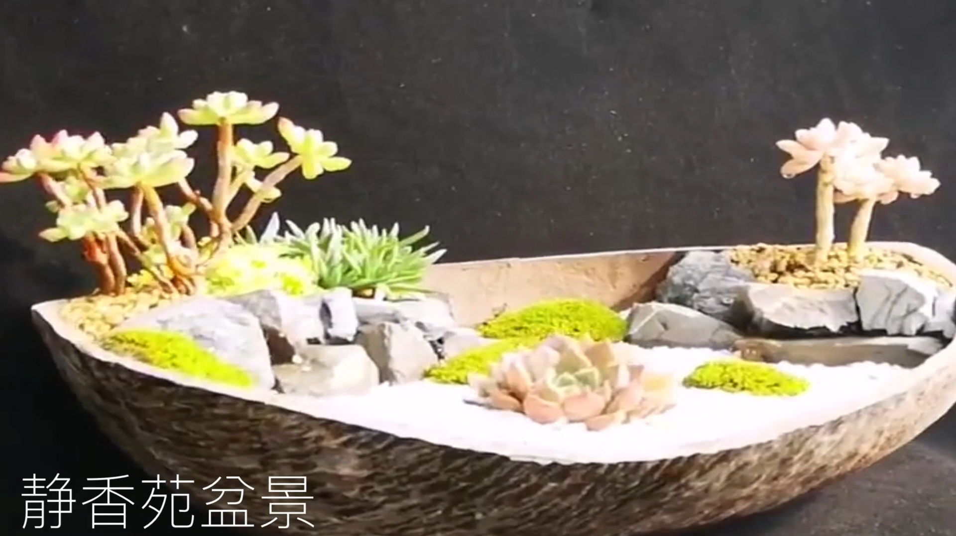 高手把多肉植物制作组合式盆景,有山水盆景的高低起伏,别致秀美