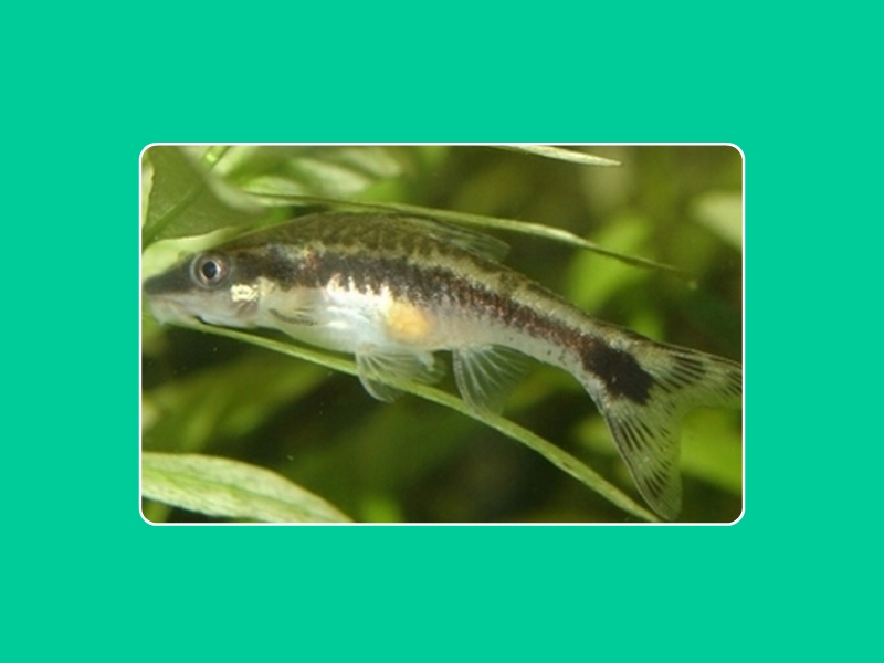 小精灵鱼:体形细小,能游入极为狭小的空间,吃尽苔藻
