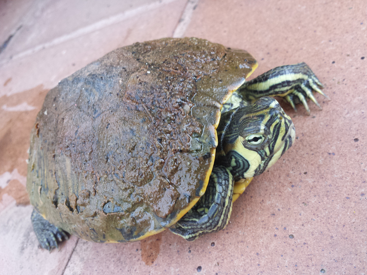 turtle
