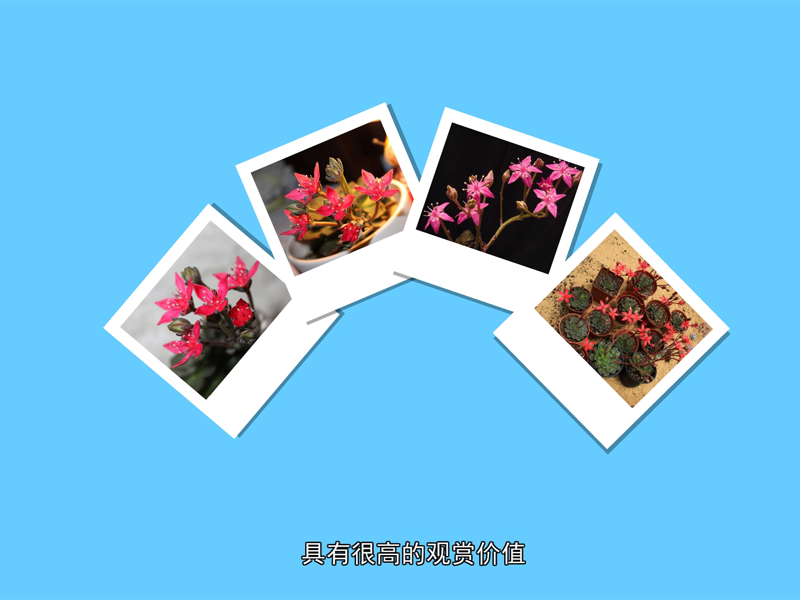 美丽莲:景天科美丽莲属多年生多肉植物,原产于墨西哥