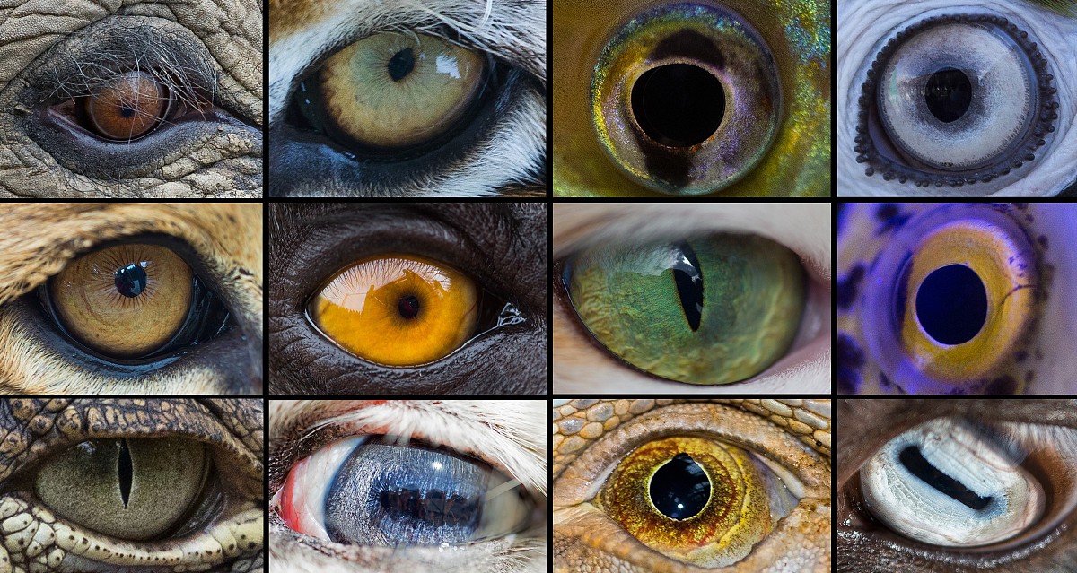 当地时间2018年4月3日,土耳其伊兹密尔, 两张照片组成的拼图展示了多