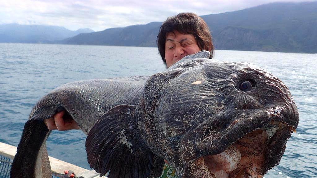 日本渔民抓到“怪鱼”,正打算卖掉,专家赶到:这鱼不能卖!