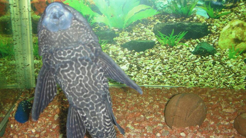 清道夫鱼:净化水质的杂食鱼