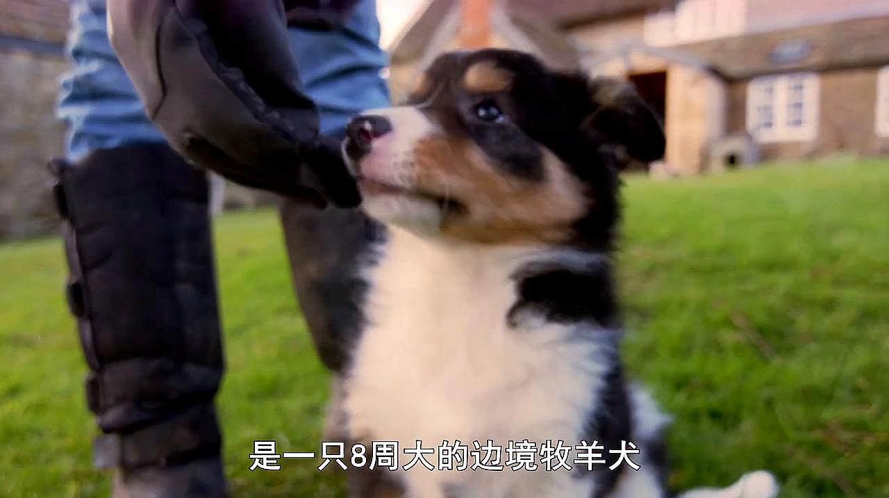 [图]小狗与小猫的奇妙世界:小牧羊犬第一天去工作岗位,看见啥都好奇