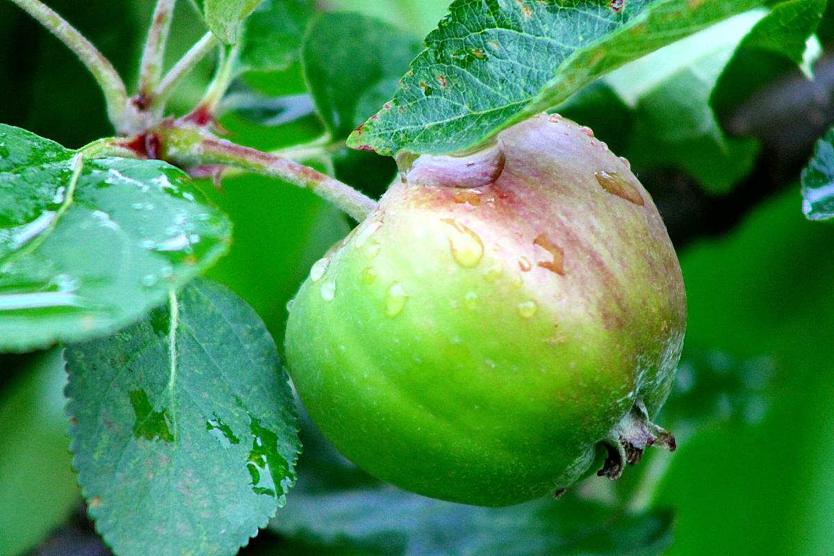 如何 开发一个网站功能是 上传 苹果树的病虫害照片 判断苹果树 得的是什么病以及给出治疗方案