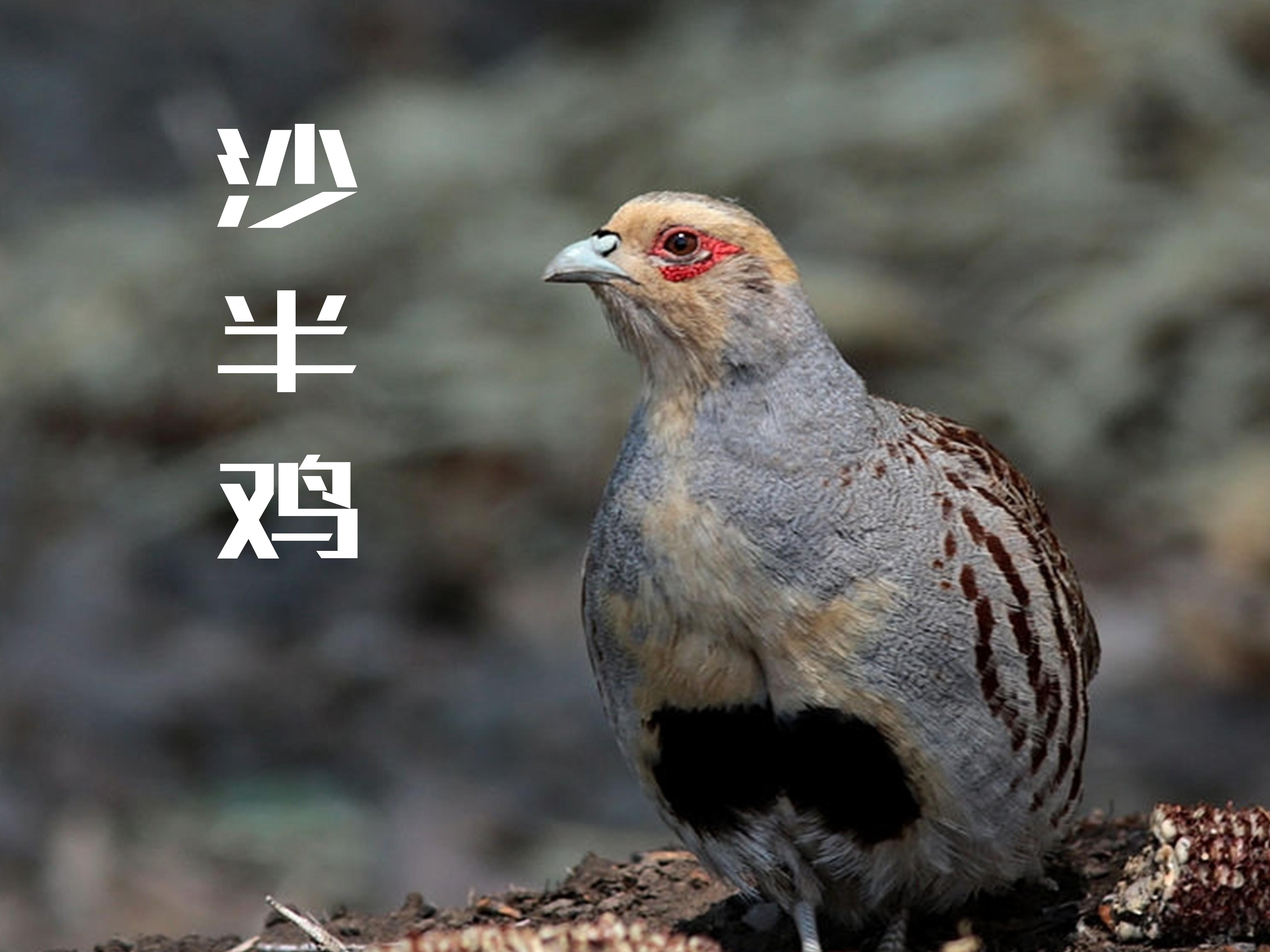 沙半鸡:别名须山鹑、斑翅、沙半鸡