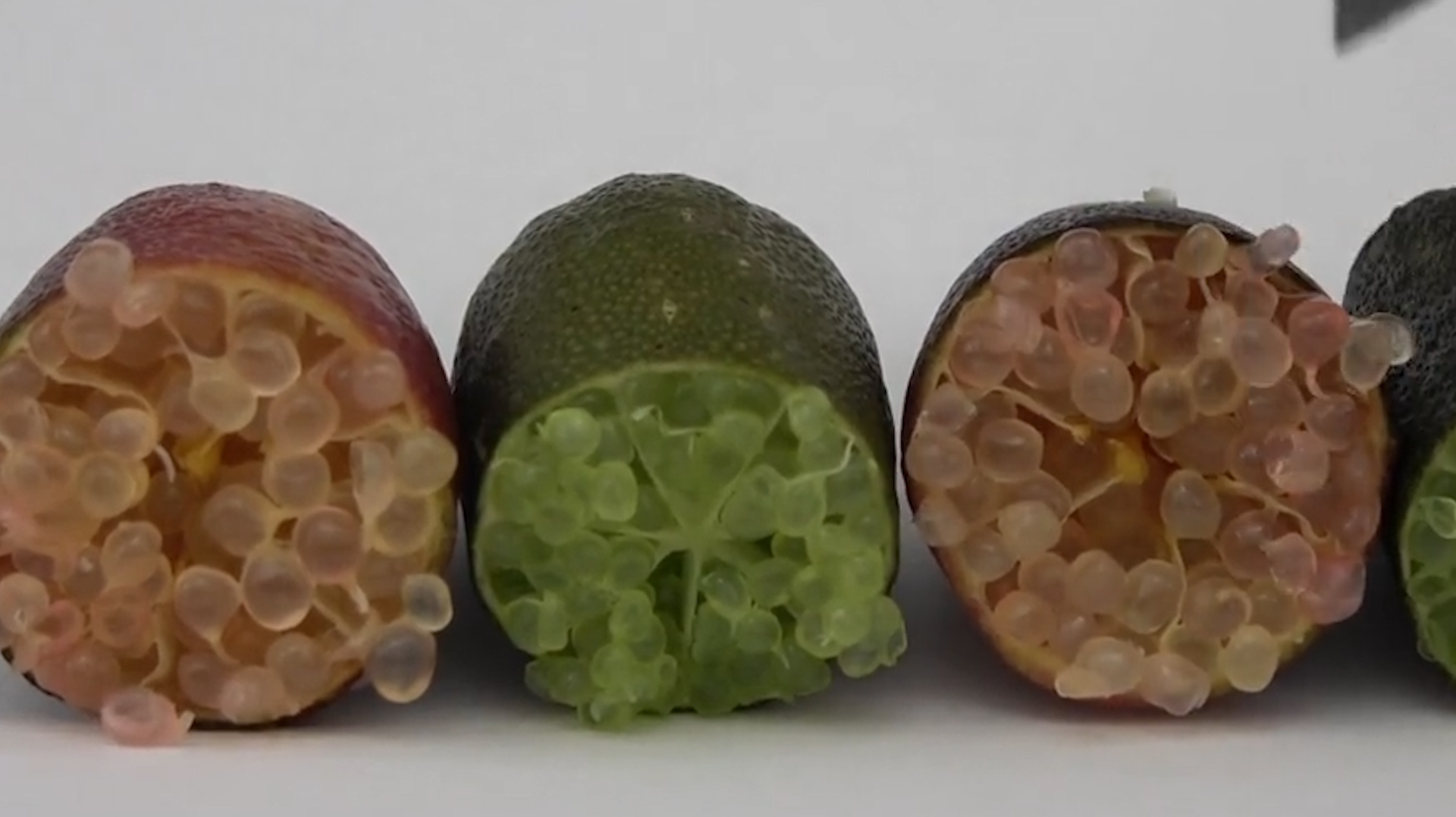 澳洲的“指橙”,有着“来自森林的鱼子酱”之称,最贵的水果之一