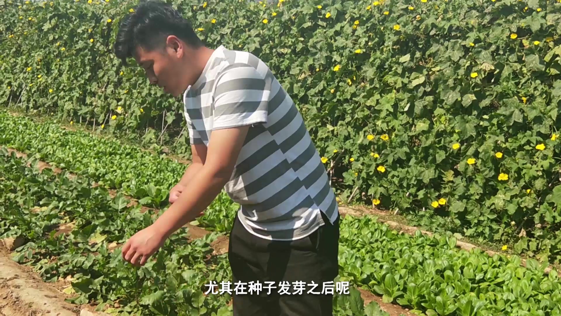 小油菜种植时要注意的2点,土壤和水分这样做,提高发芽率