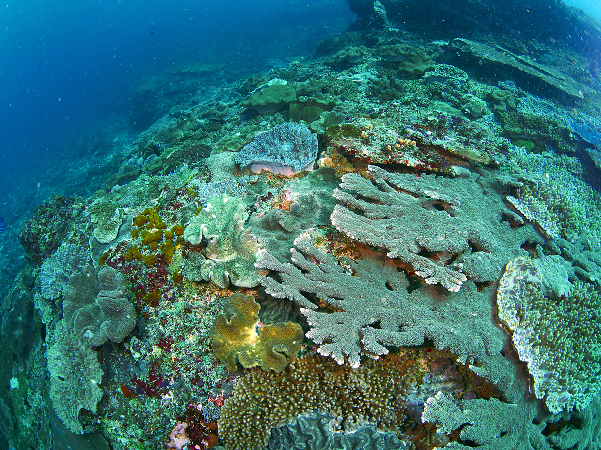 20年监测数据揭示西表珊瑚礁湖干扰的时空格局及其对珊瑚覆盖的影响