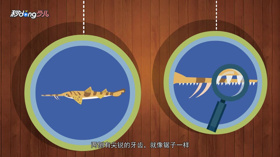 鲨鱼的奇特长相top9