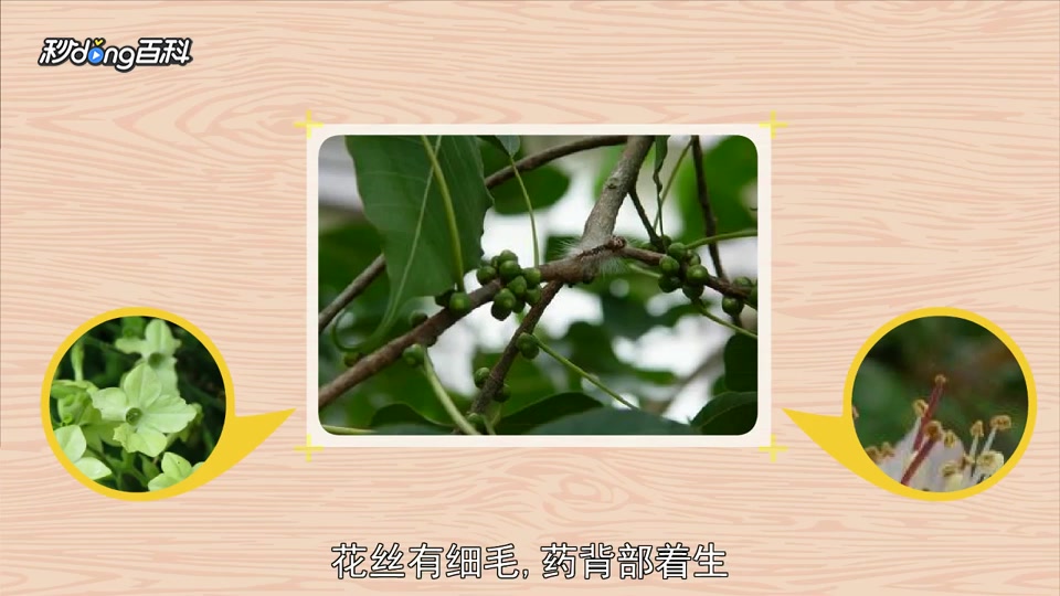 原来 菩提子树长这样