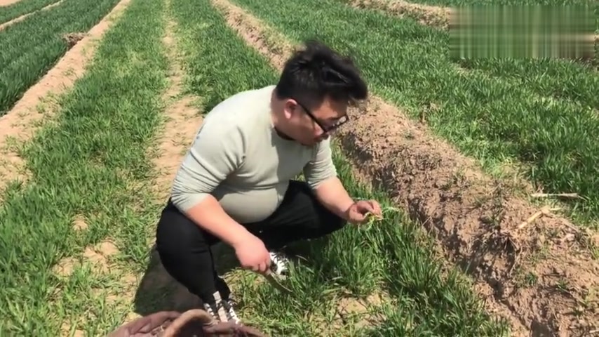 二月里的油勺子菜