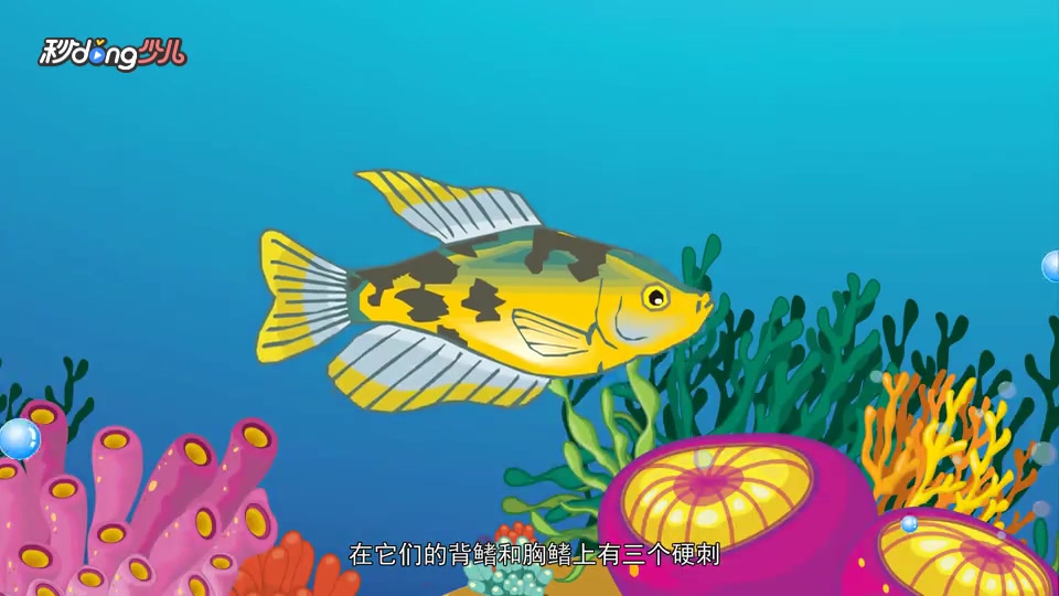 黄颡鱼的战斗力如何?