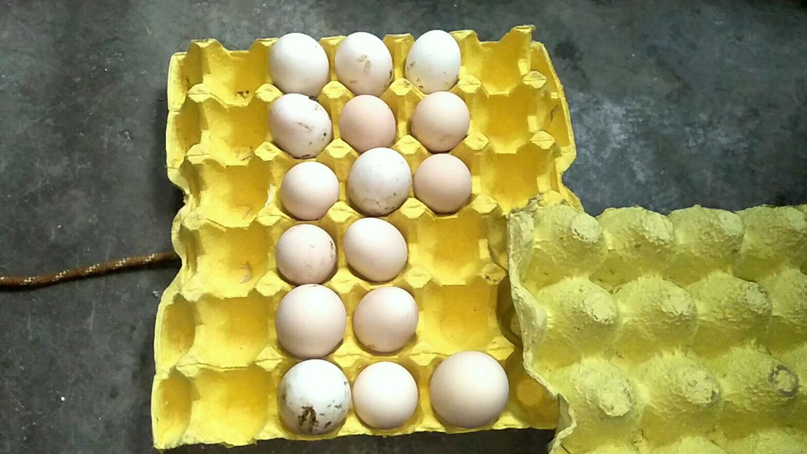 鸡蛋易碎,如何打包才保险?养殖场师傅告诉你