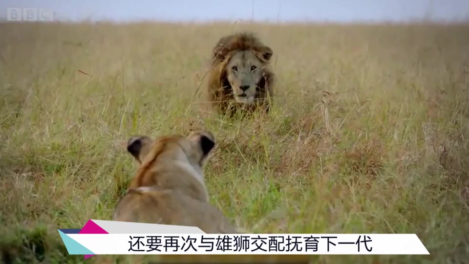 被赞为“动物版《权力的游戏》”,BBC纪录片再出神作《王朝》