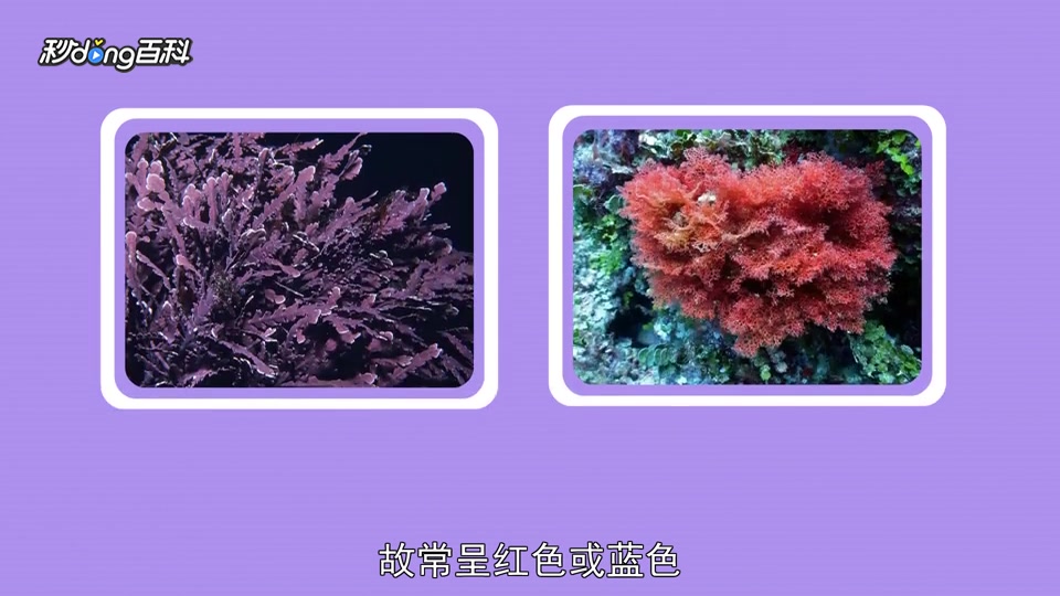 原来红藻长这样