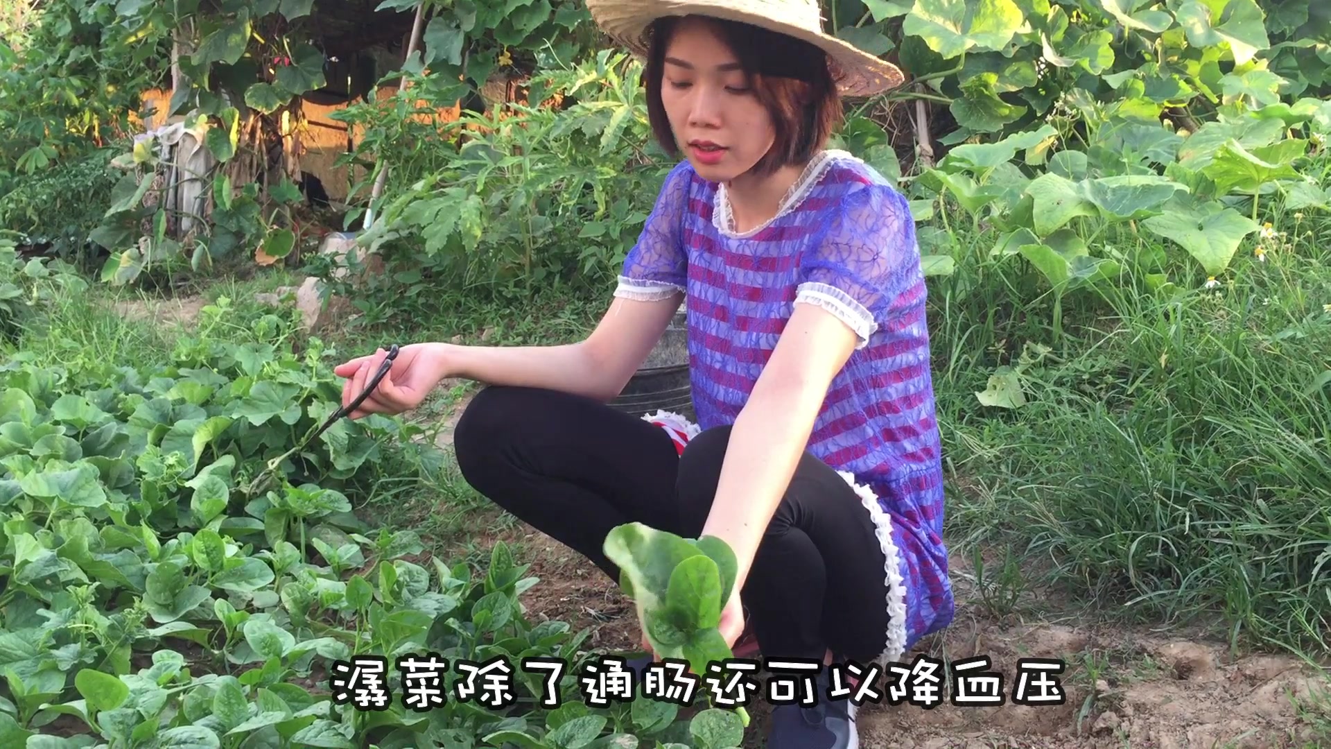 这种菜广东农村叫潺菜,滑滑溜溜的,非常好吃,有钱未必吃得到