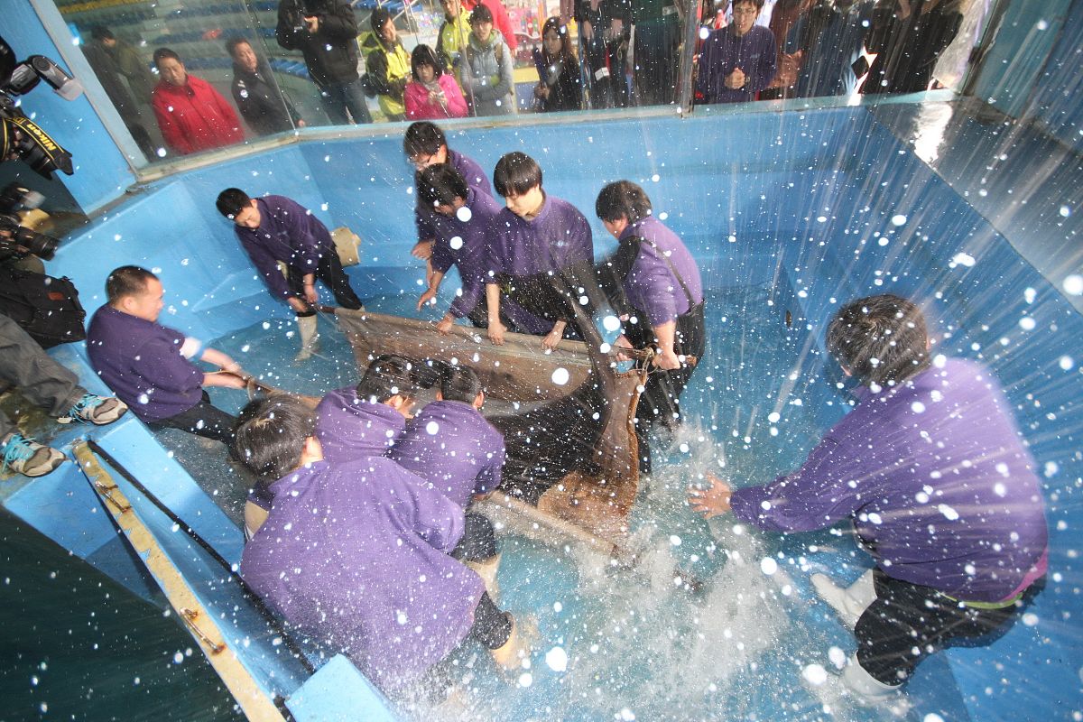 2012年01月20日,南京海底世界小海豚江波误吞进肚子里的一只黑色排球,