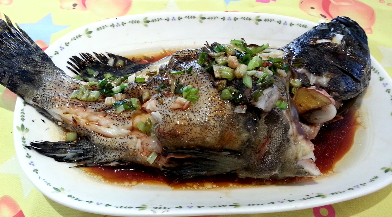 营养价值很高的石斑鱼,究竟有多少个品种呢?