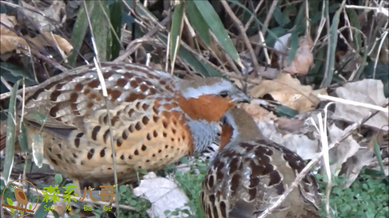 最喜欢竹鸡的叫声,听起来很有节奏感