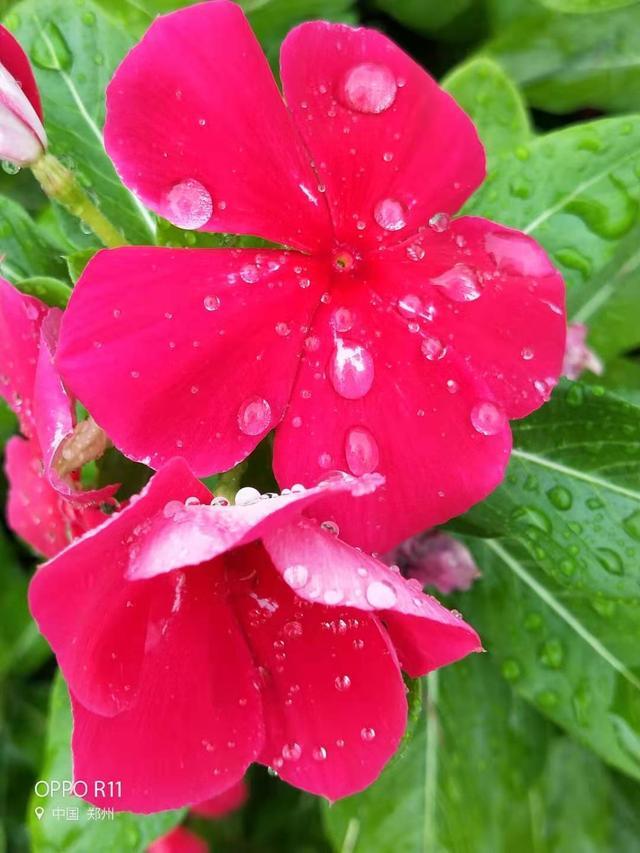 秋日细雨外一首