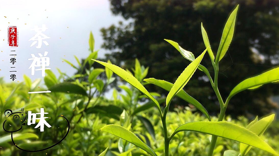 [图]古筝禅曲《茶禅一味》，人生如茶，不一样的味道非常好听！