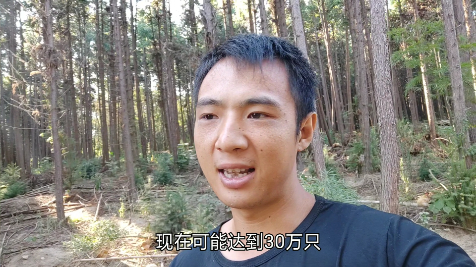 小魏养殖,很多网友问鸡的销路是怎么解决,看完这视频就明白了