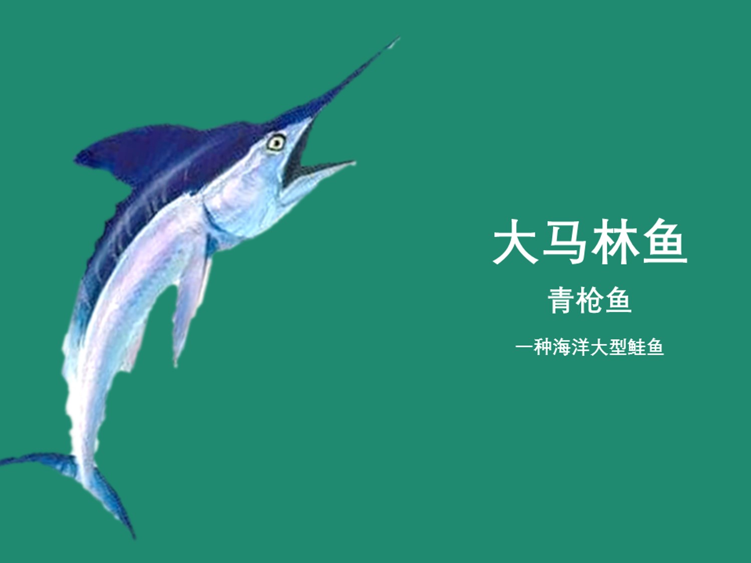 大马林鱼:正规名称是“青枪鱼”