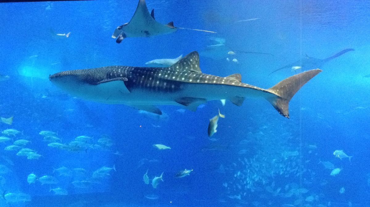 水族馆的美人鱼表演者,看起来美丽大方,实则痛苦