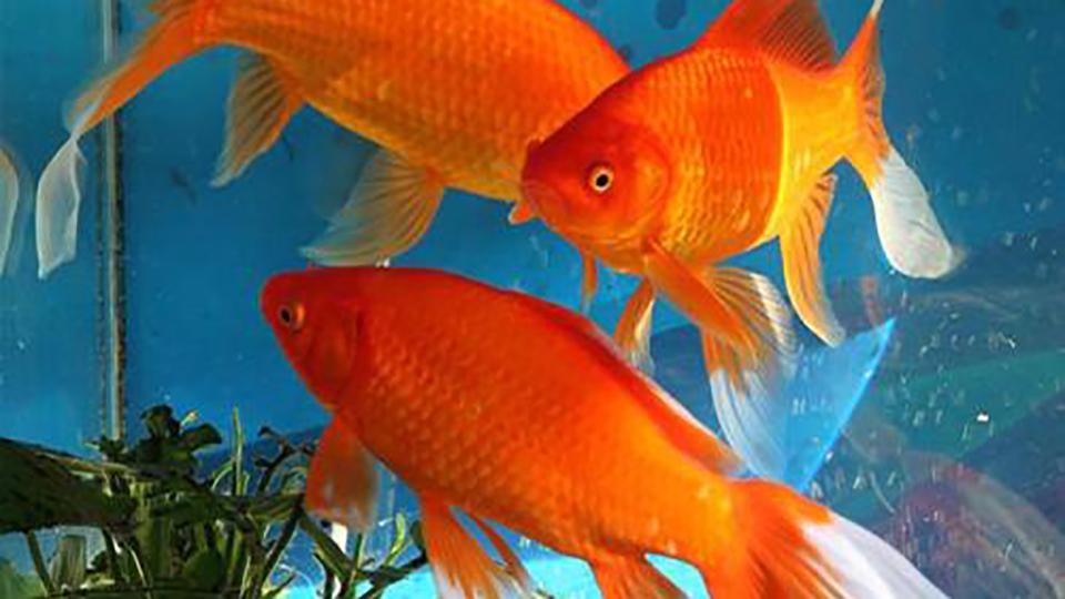 一分钟了解红鲫鱼