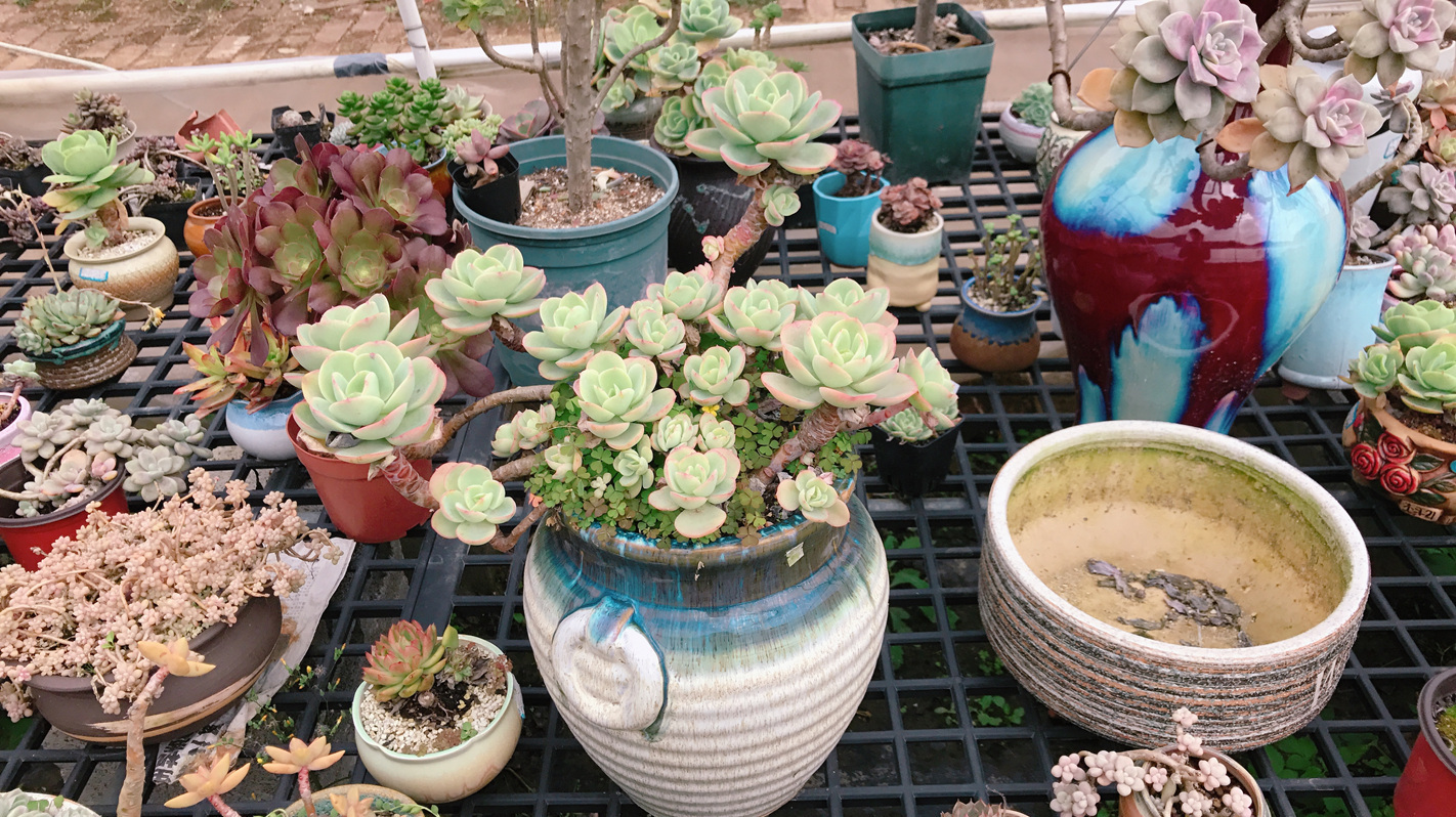 3年“碧桃”多肉:“露养”易爆盆,悬崖桩,小肉头,绿草相衬!