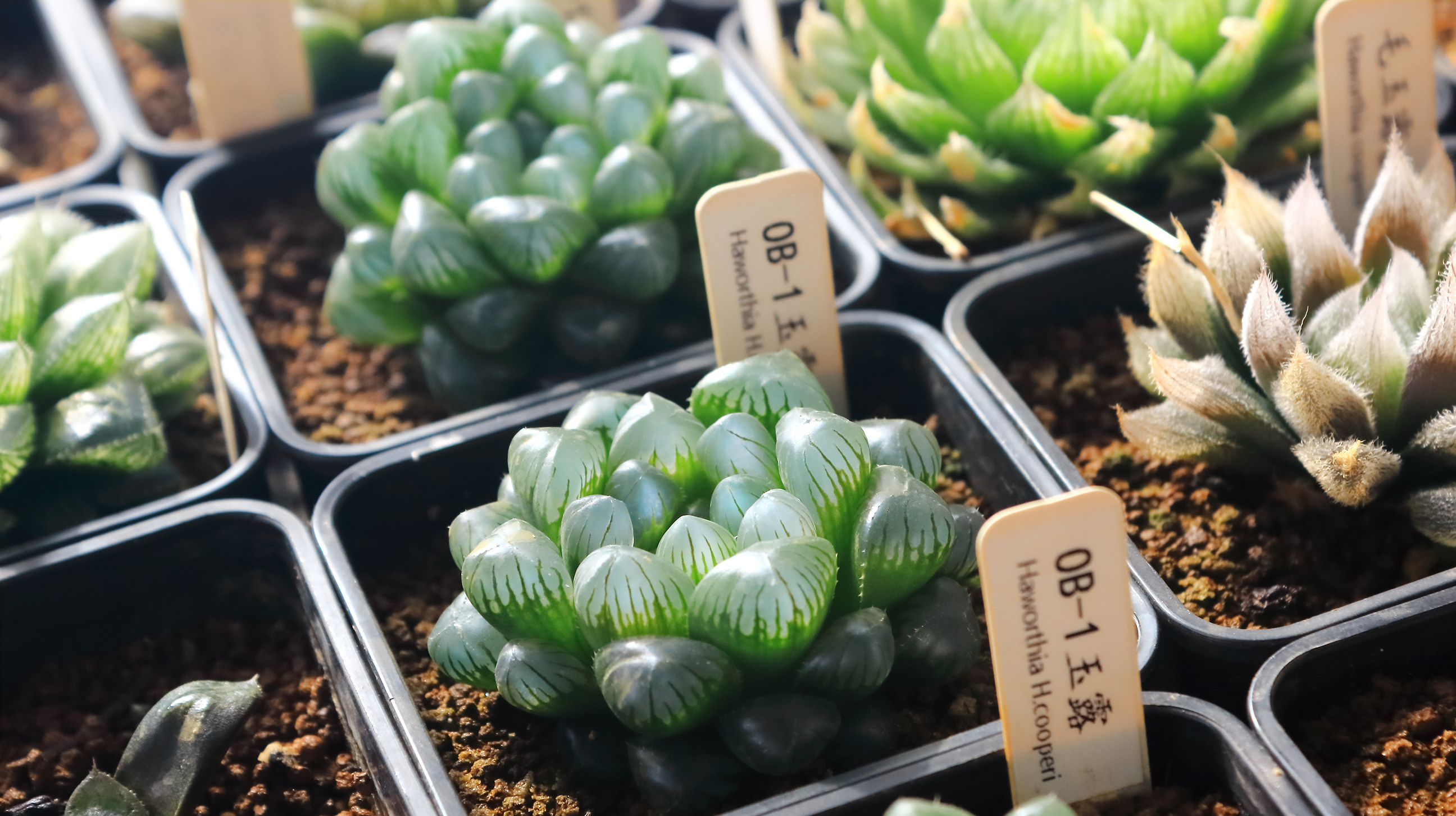 玉露、寿、万象等十二卷多肉植物的繁殖方法,花卉绿植养护小常识