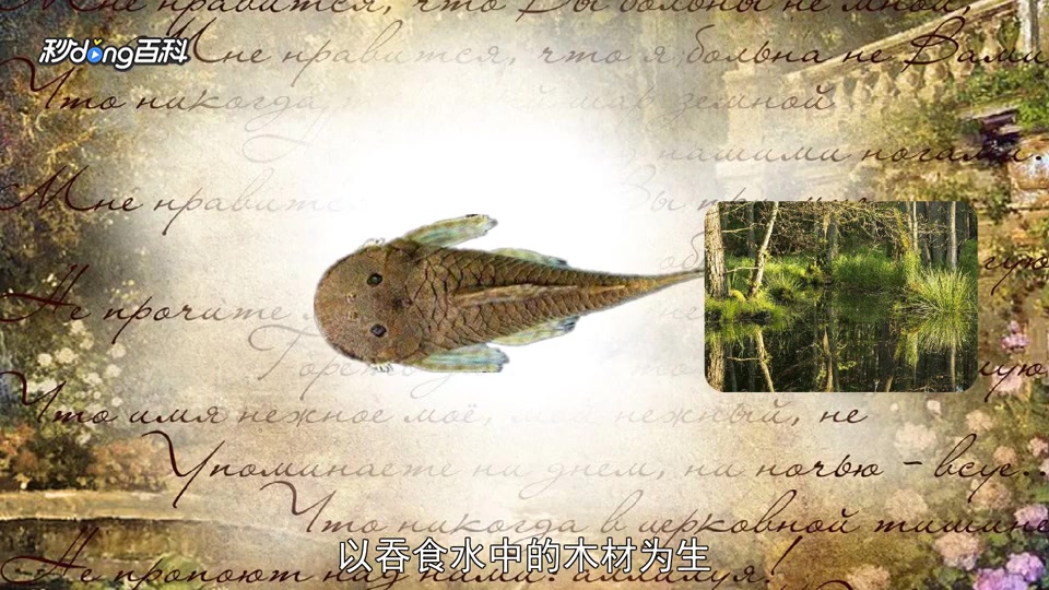 原来食木甲鲶鱼长这样