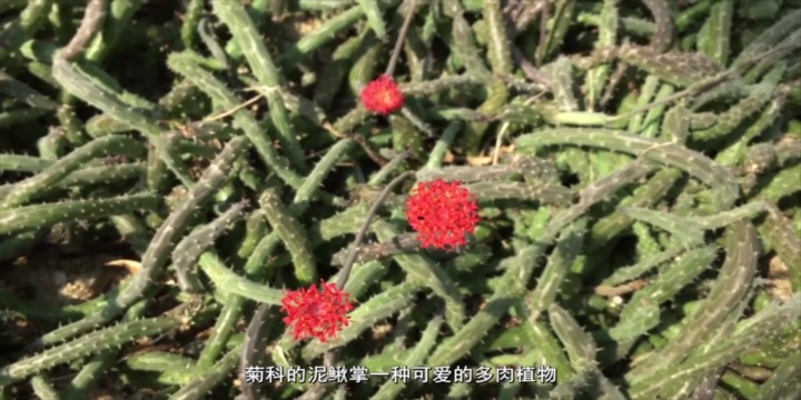 多肉植物泥鳅掌,远看向八爪鱼近看像泥鳅,但实属菊科啊