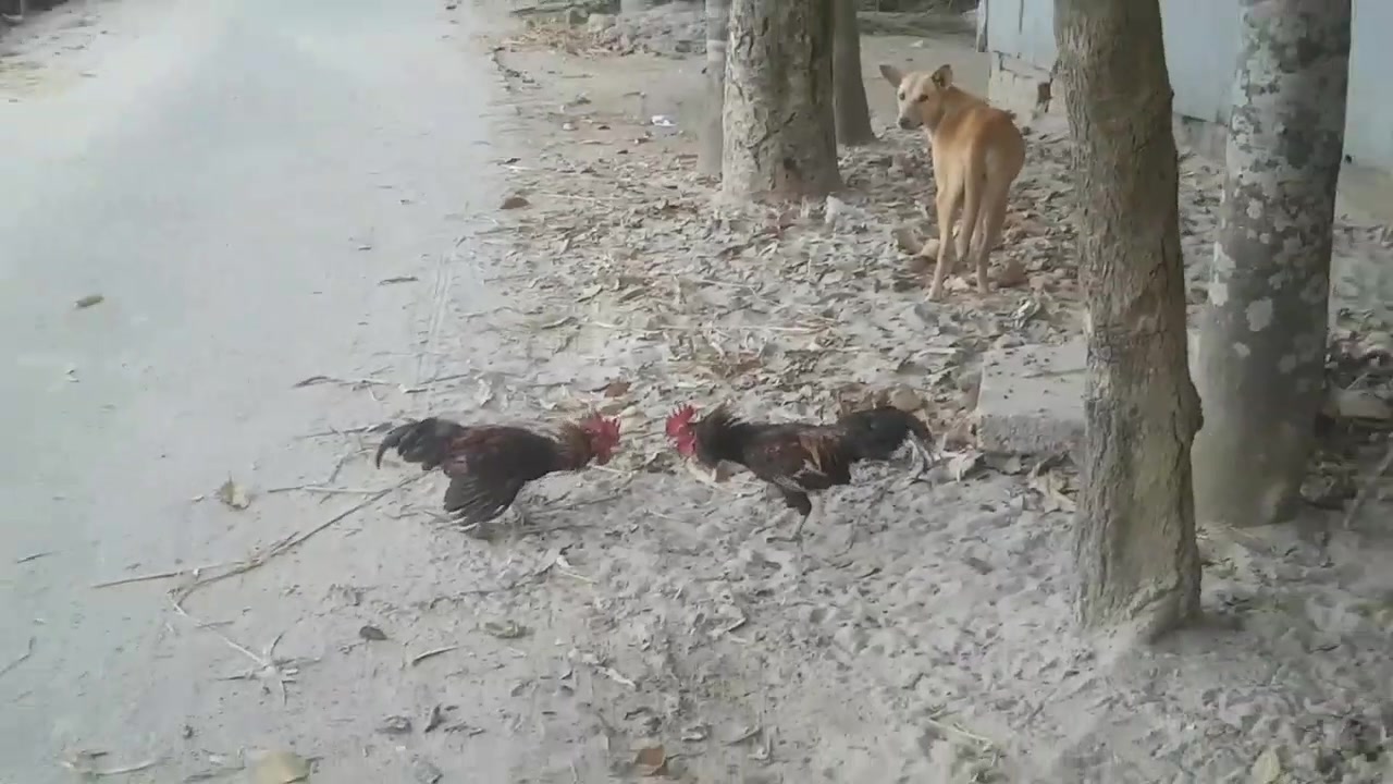 两只大公鸡打架,旁边有一只狗在观战,被啄鸡冠的那只认输了!