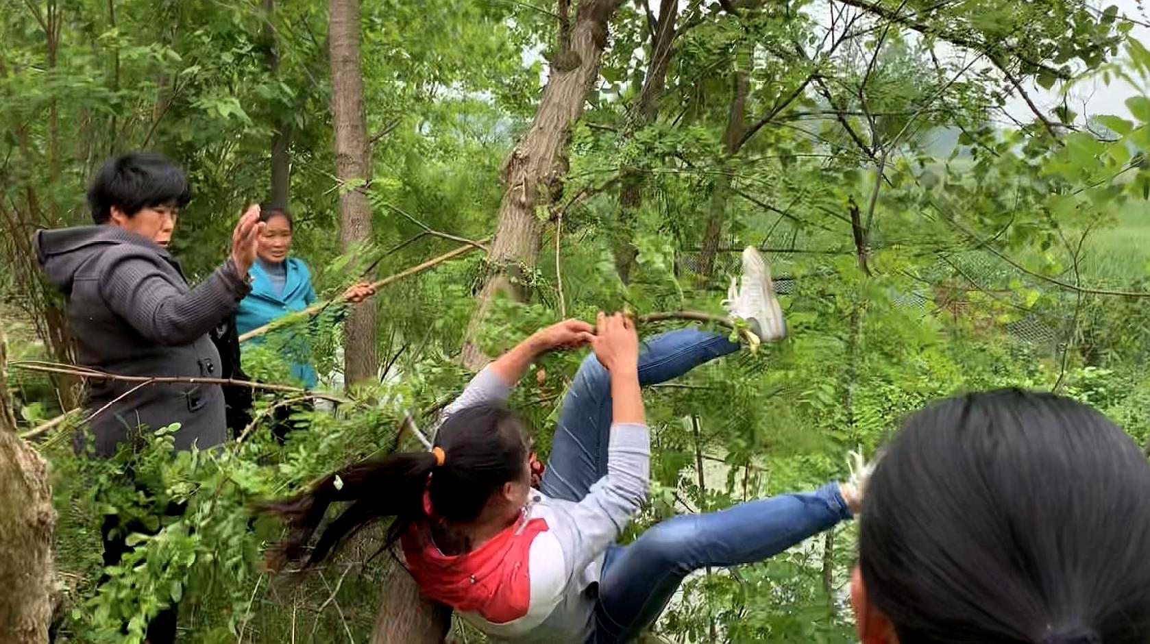 [图]农村婆媳摘洋槐花，表妹爬树上摘，扑通一声摔了下来，都吓坏了