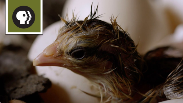 小鸡破壳而出的全过程!