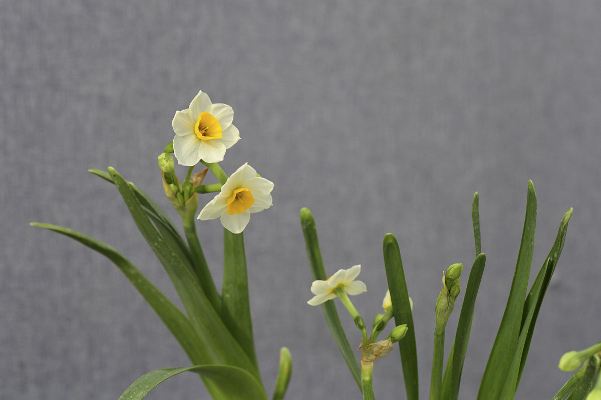 漳州水仙花的养殖方法 进口水仙花的养殖方法