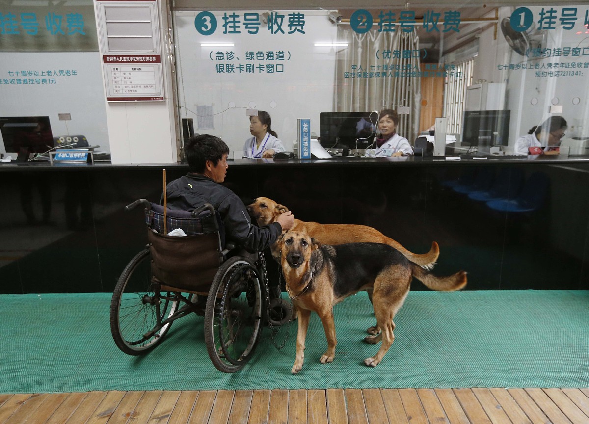 请以狗为主体开头是狗狗狗仿写鹅鹅鹅曲项向天歌。白毛浮绿水红掌拨清波这首诗每句最后一个字要押韵