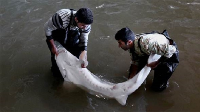 这就是价格昂贵的鱼子酱,看完整个制作过程,给多少钱都不想吃!
