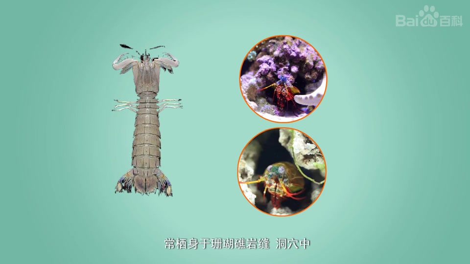 原来雀尾螳螂虾长这样